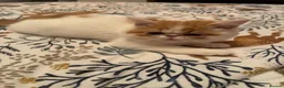 Persian cats for sale: Male Persian.   - Advert 7