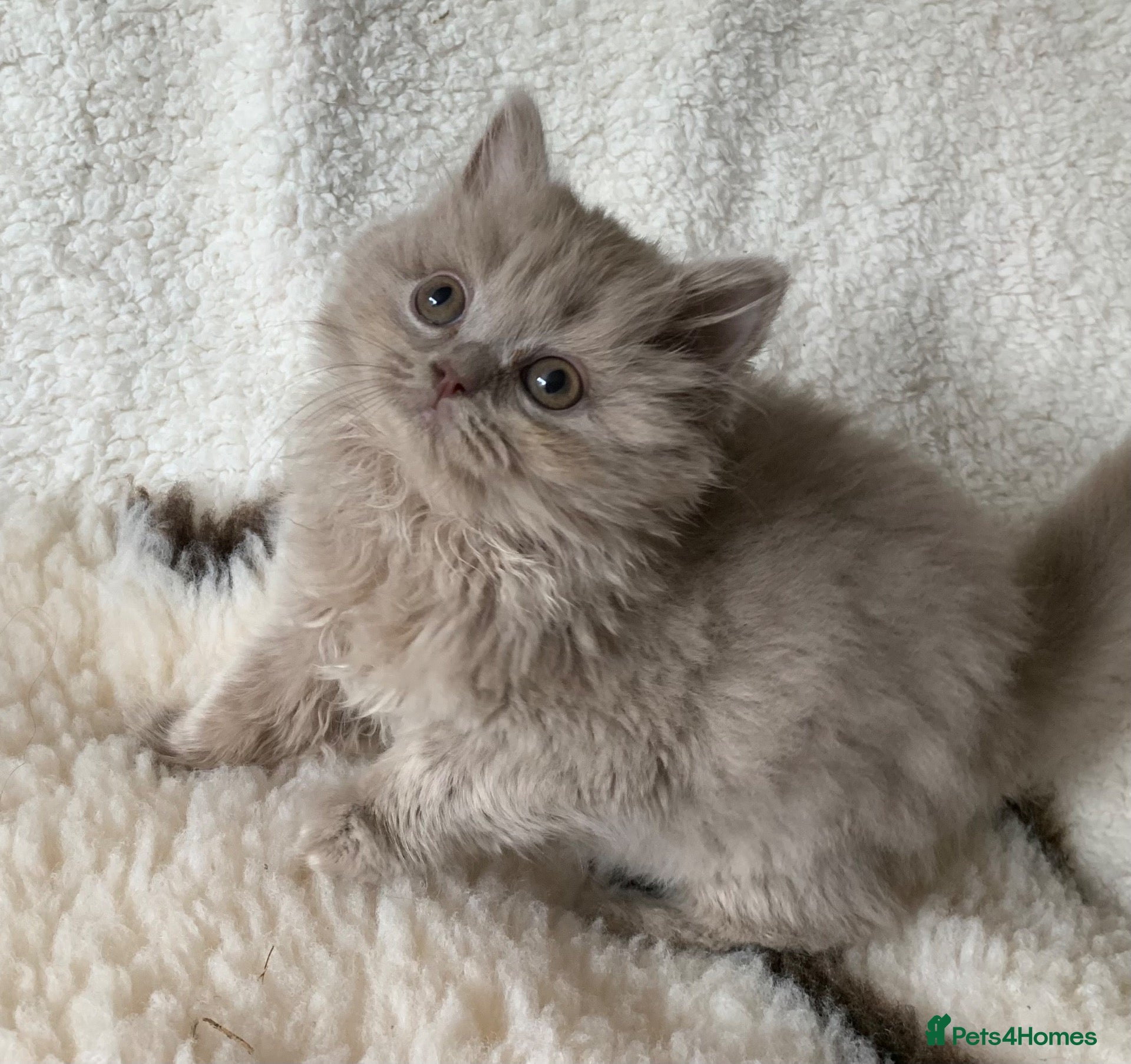 British Longhair cats GCCF kittens  - Advert 8