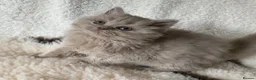 British Longhair cats for sale: GCCF kittens  - Advert 9