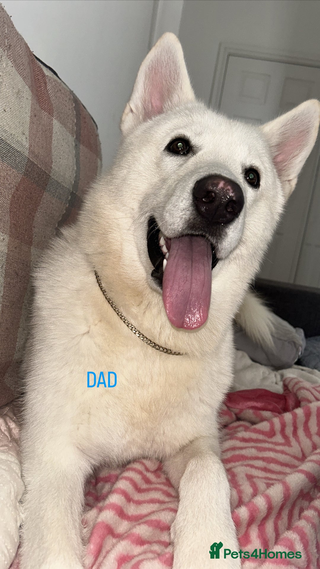 Siberian Husky dogs for sale: STUNNING PURE SIBERIAN HUSKY PUPPIES  - Advert 16