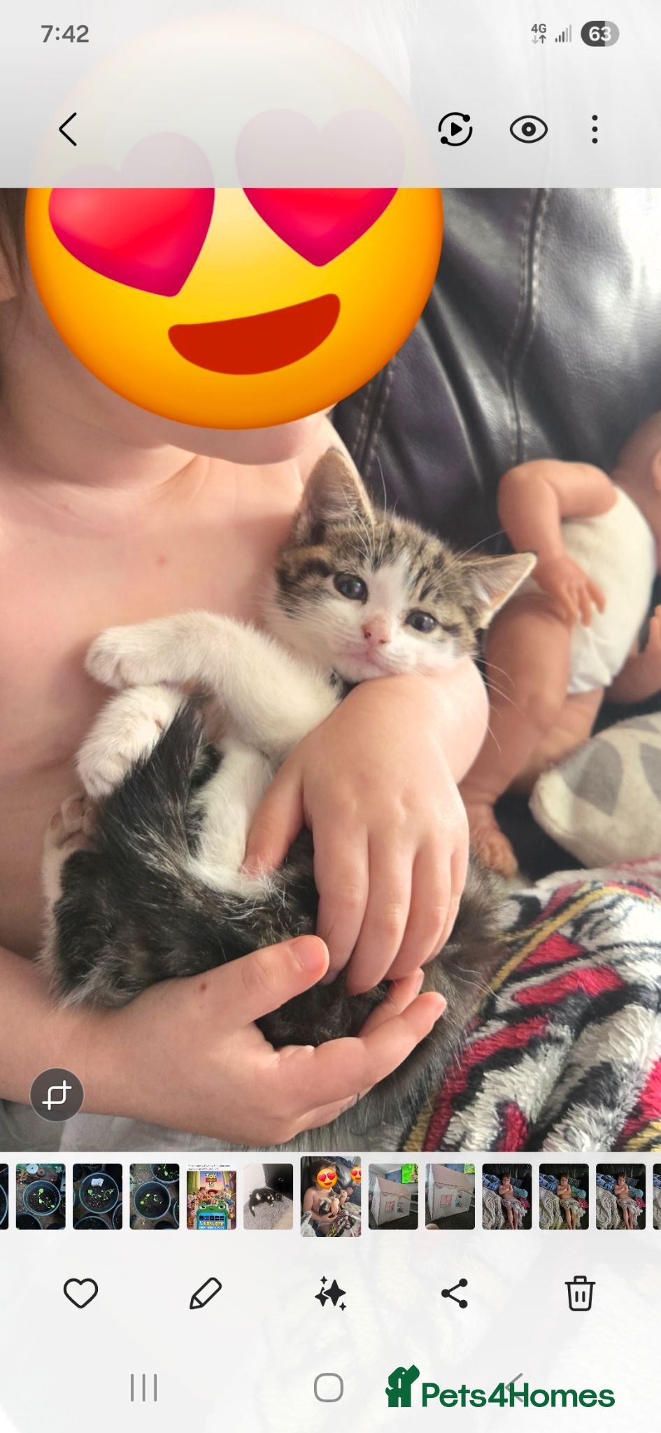 British Shorthair cats Stunning Kittens Ready For Forever Homes  - Advert 2