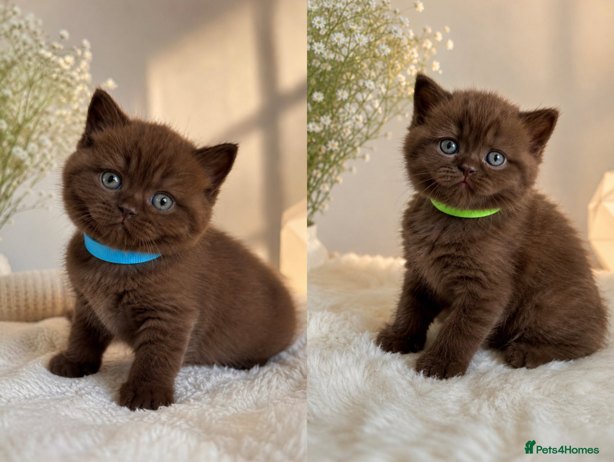British Shorthair cats Luxury British Shorthair chocolate kittens 🤎✨ - Advert 1