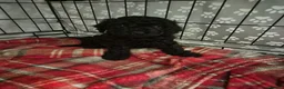 Cavapoo dogs for sale: **TOY Cavapoo Ready Now!! 1 black girl left - Advert 4