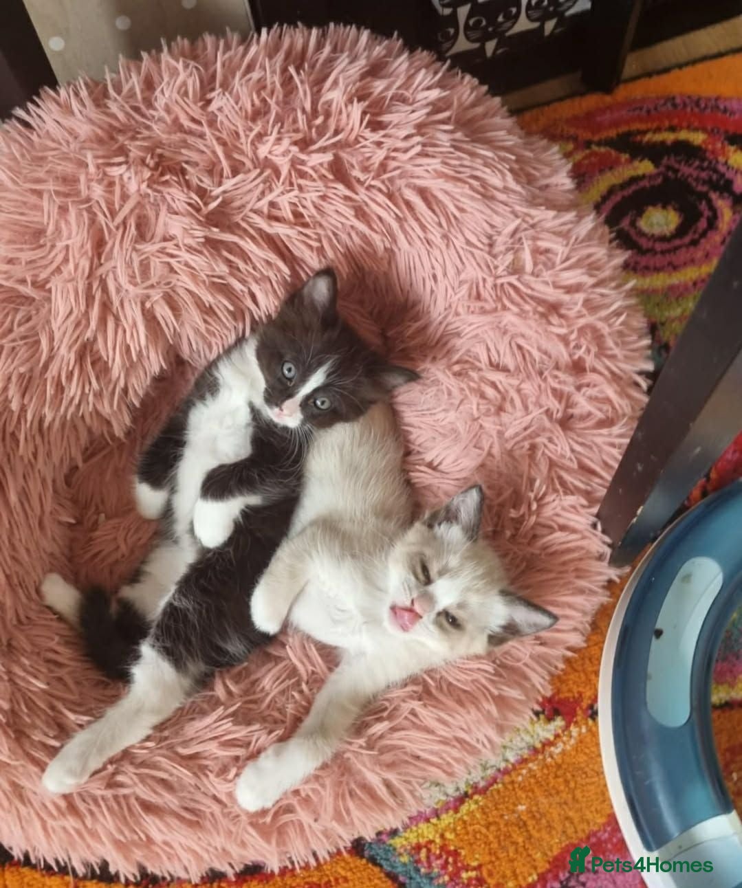 Mixed Breed cats Mixed ragdoll kittens  - Advert 1