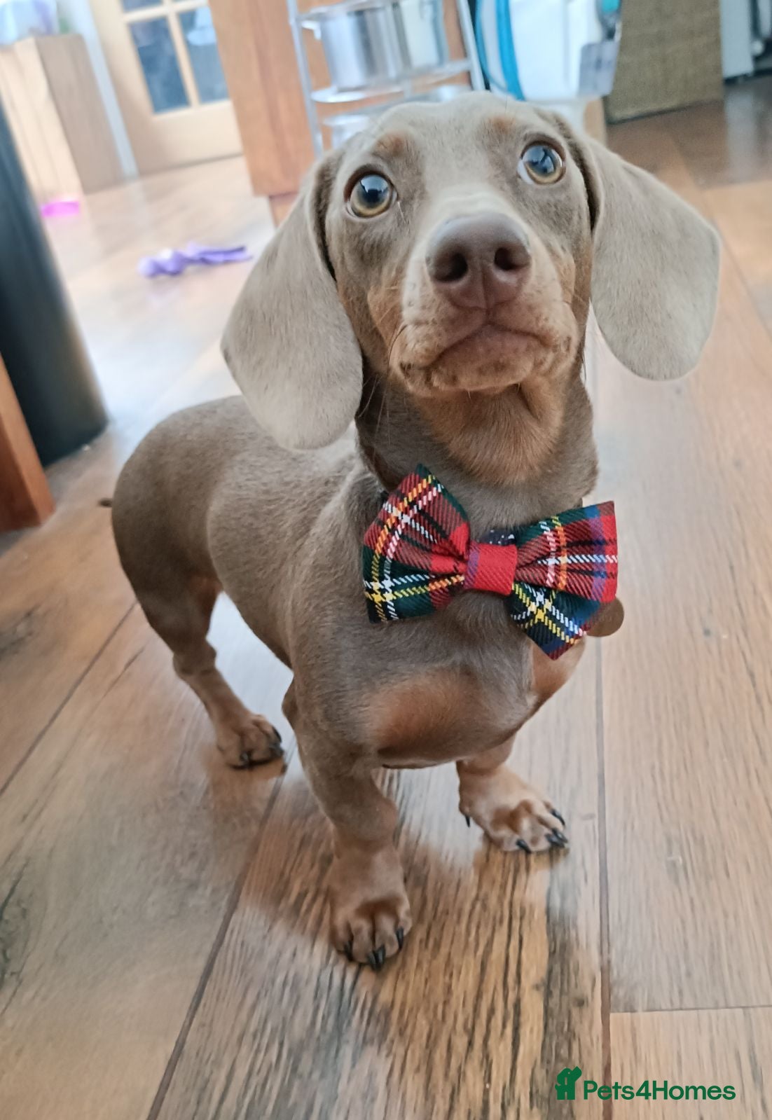 Miniature Dachshund dogs STUD: Proven Handsome Isabella Mini Daxi  in Hitchin - Advert 4