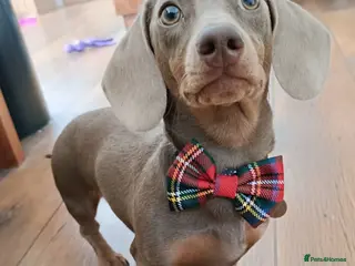 Miniature Dachshund dogs STUD: Proven Handsome Isabella Mini Daxi in Hitchin - Advert 2