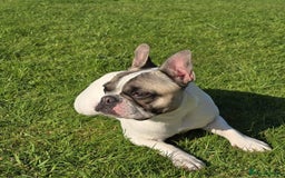 French Bulldog dogs for sale: 2 adorable french bulldogs-ready soon💓💙 - Image 7