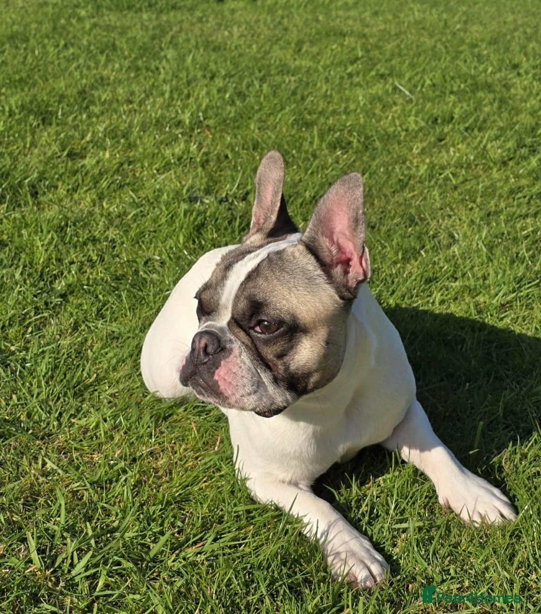 French Bulldog dogs for sale: 2 adorable french bulldogs-ready soon💓💙 - Image 7