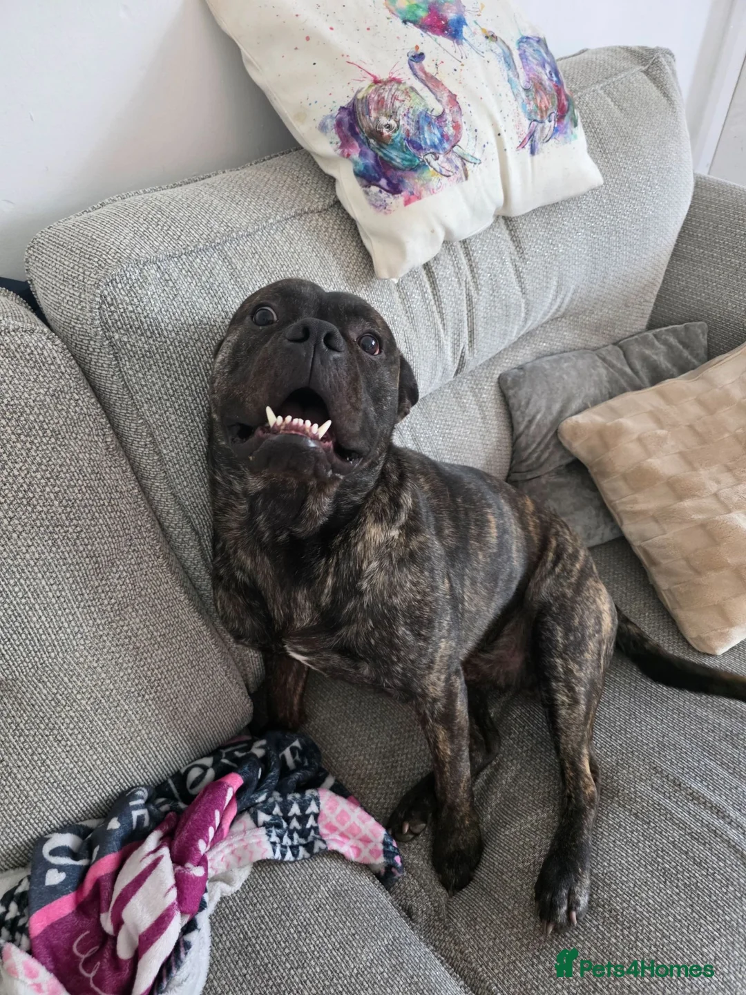 Mixed Breed dogs for sale: 1 year old Kylo - Advert 10