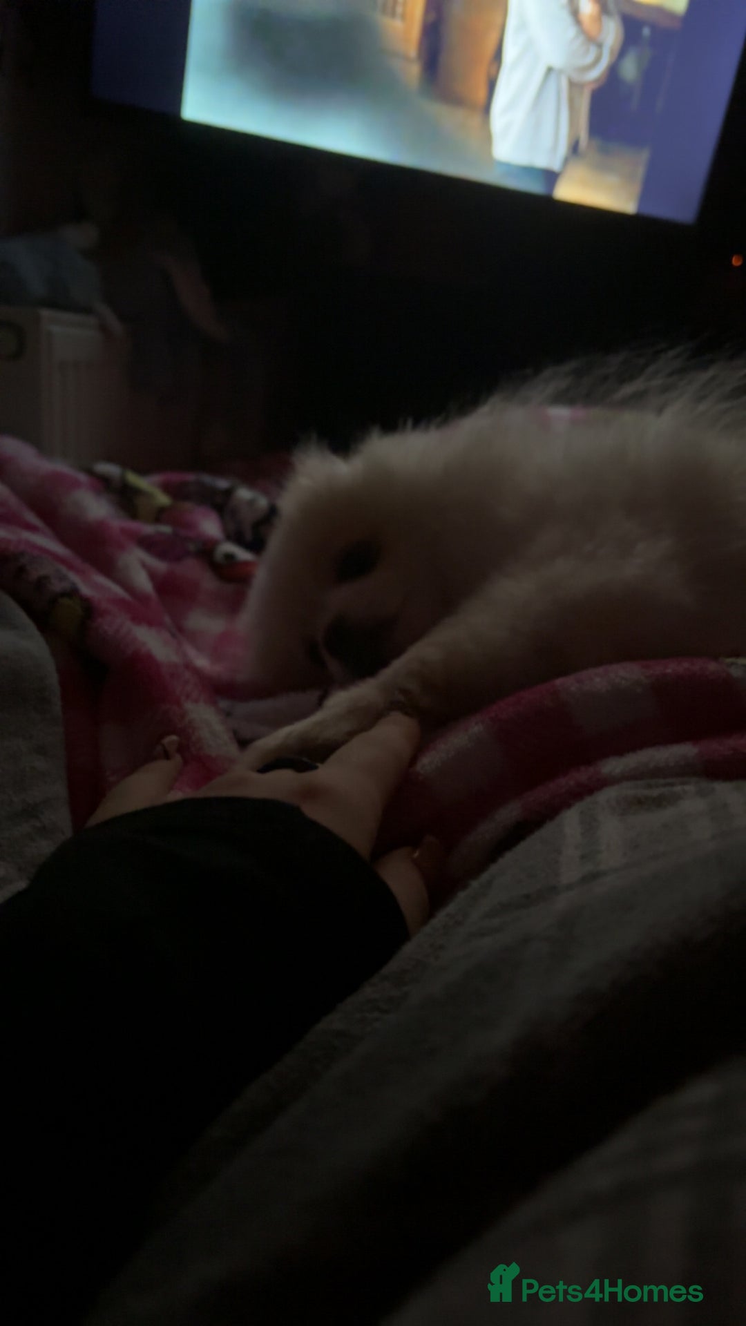 Pomeranian dogs for sale: Beautiful Pomeranian puppy for sale - Advert 8