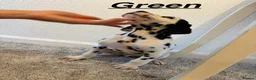 Dalmatian dogs for sale: 5 gen KC Dalmatians AVAILABLE NOW - Advert 21