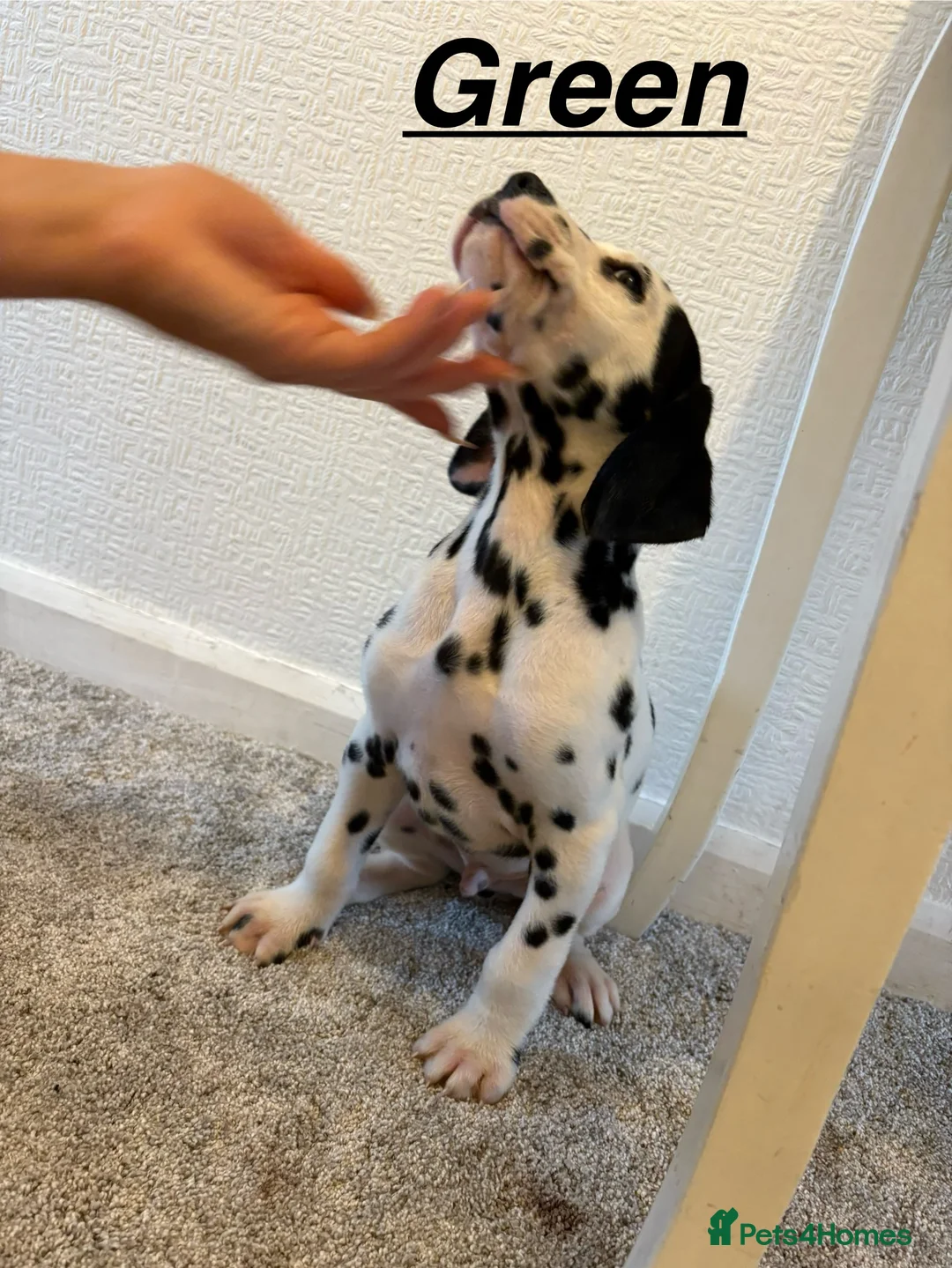Dalmatian dogs for sale: 5 gen KC Dalmatians AVAILABLE NOW - Advert 21