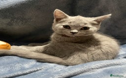 British Shorthair cats for sale: Adorable British shorthair kittens  - Image 14