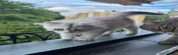 Scottish Fold cats for sale: Scottish Fold class & chinchilla Kittens Available - Advert 29