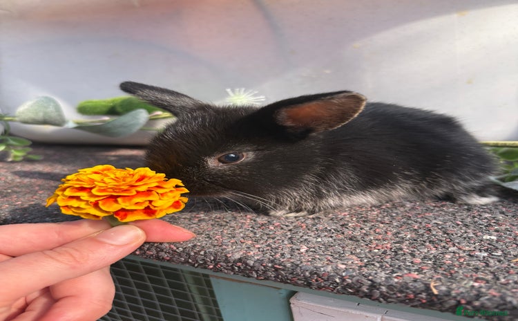 Rex rabbits - Advert 1
