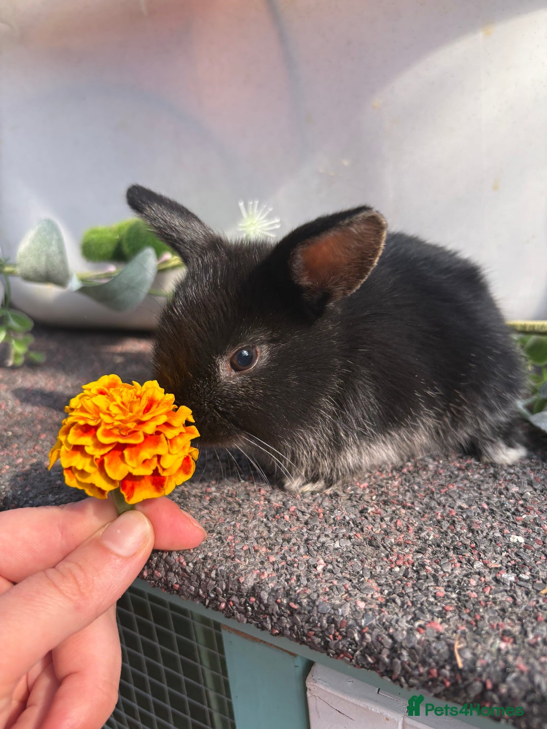 Rex rabbits for sale: Rex cross Mini Lop  - Image 1