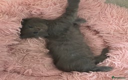 Ragdoll cats for sale: 2 Ragdoll Cross Kittens. Ready Now - Image 3
