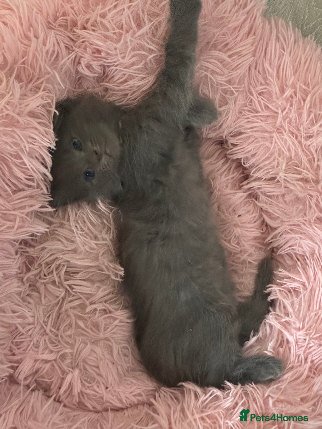 Ragdoll cats for sale: 2 Ragdoll Cross Kittens. Ready Now - Image 3