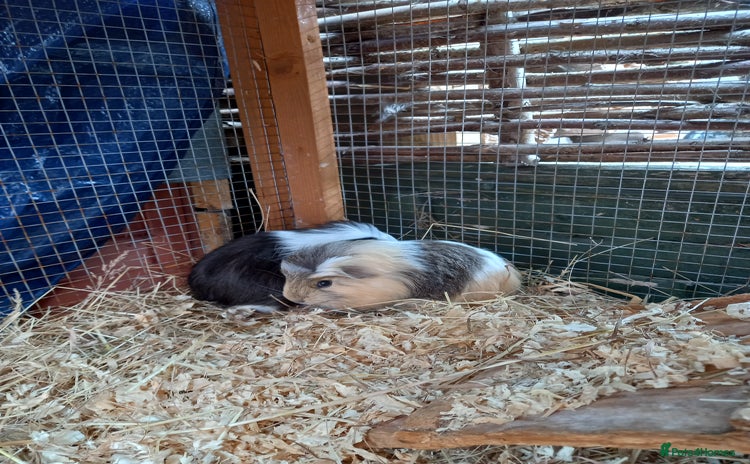 Guinea Pig rodents - Advert 3