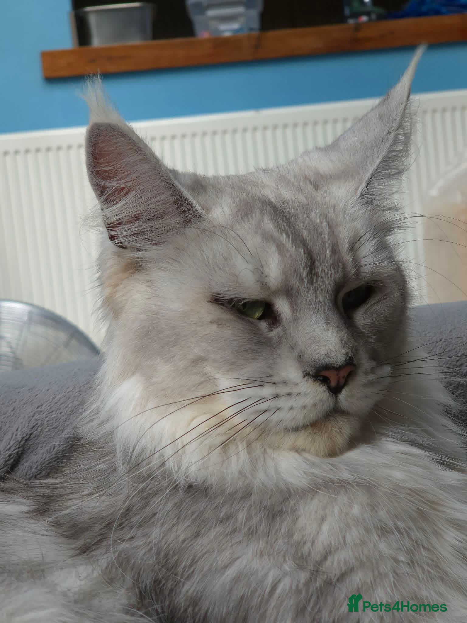 Maine Coon cats Stunning retired Maine Coon Queen 3yrs old - Advert 2