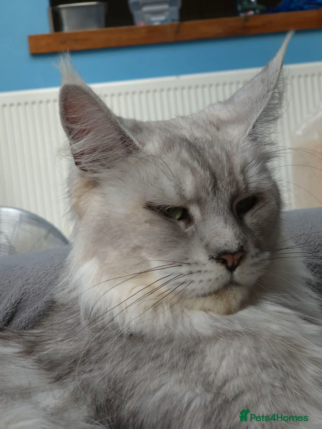 Maine Coon cats for sale: Stunning retired Maine Coon Queen 3yrs old - Advert 2