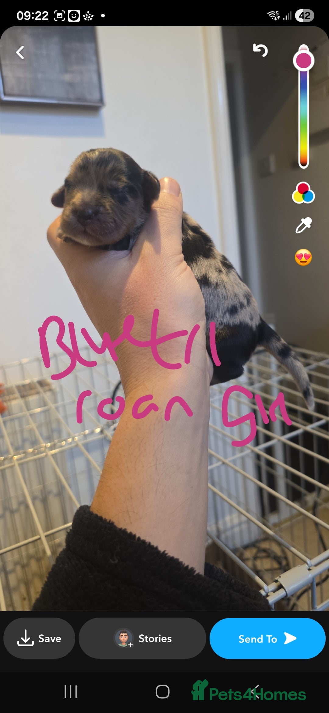 Cocker Spaniel dogs for sale: Kc registered litter - Advert 18