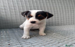 Jack Russell dogs for sale: 1 beautiful Jack Russell boy pup left   - Image 7