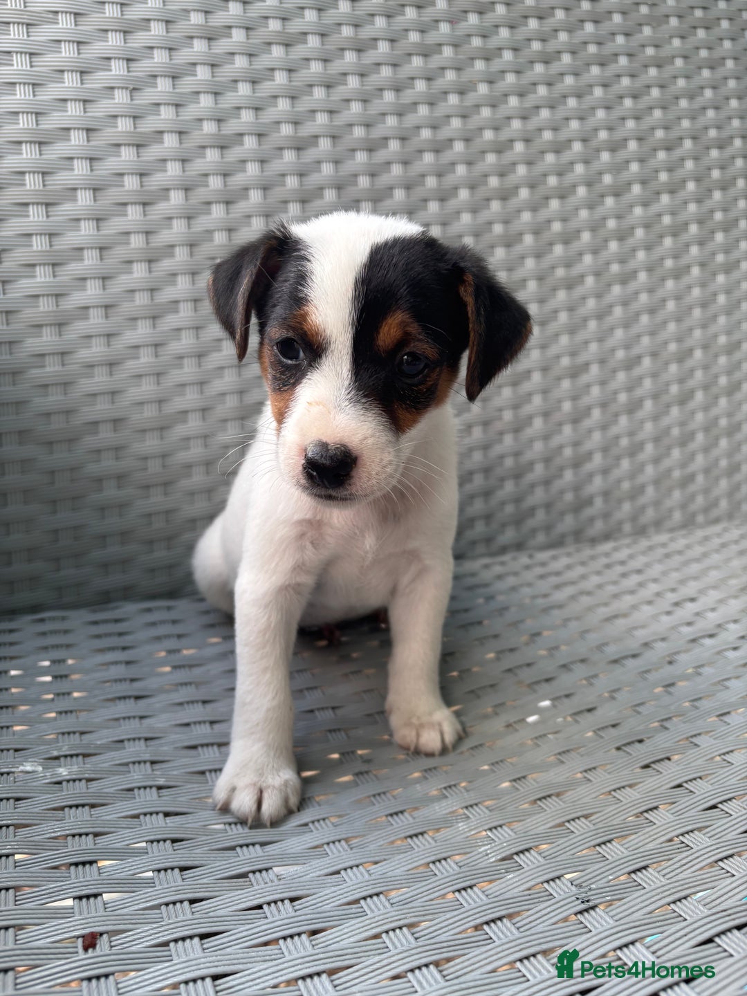Jack Russell dogs for sale: 1 beautiful Jack Russell boy pup left   - Image 7