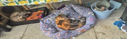 Exotic cats for sale: Exotic kittens  - Advert 6