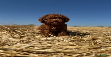Toy Poodle dogs - Advert 5