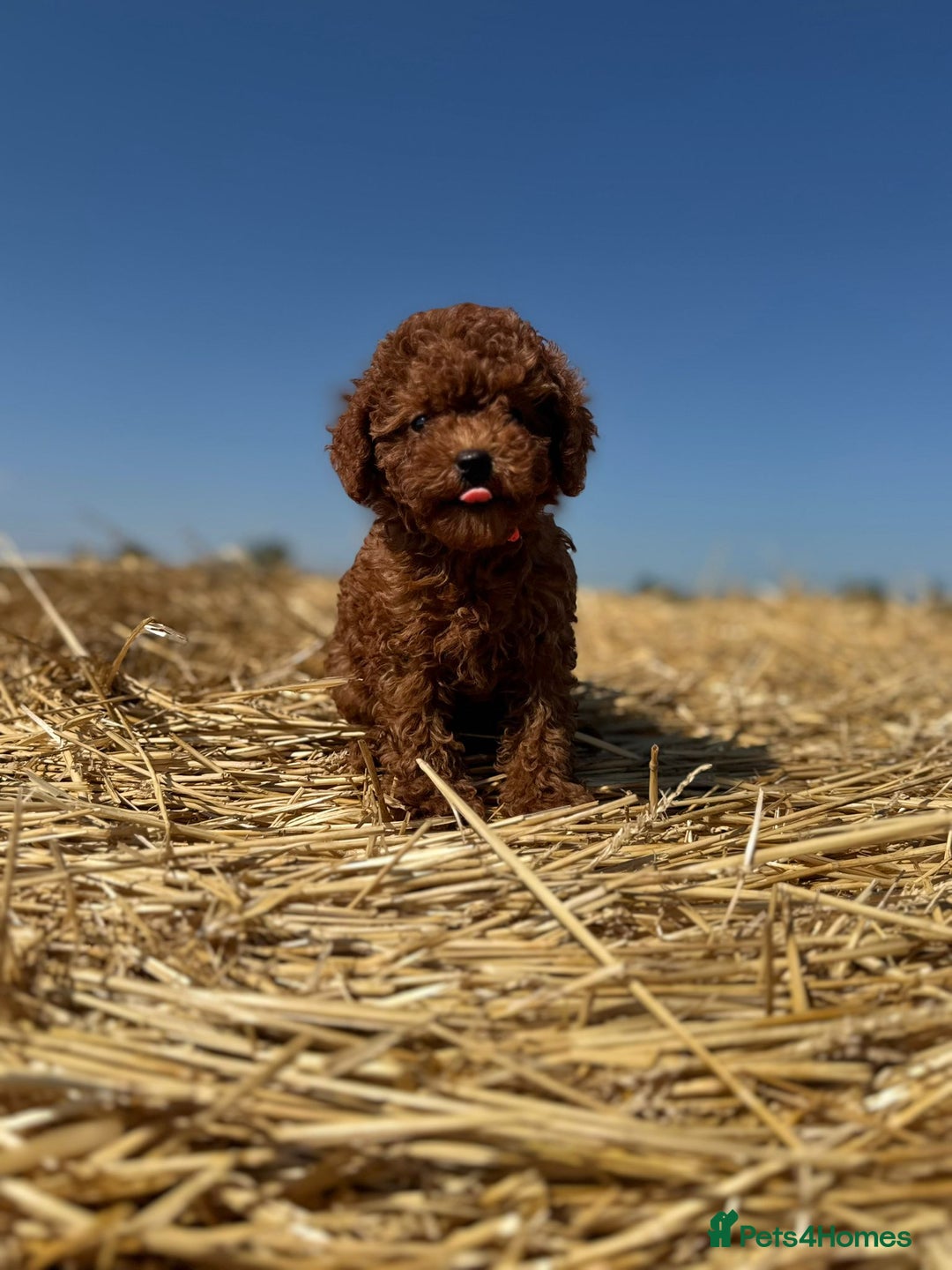 Toy Poodle dogs for sale: Toy Poodle Puppies–Asian Lines–Tiny Size - Image 3