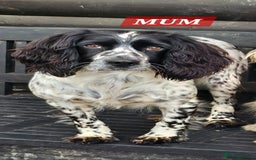Cocker Spaniel dogs for sale: Goregous Litter of Cocker Spaniel Puppies  - Image 12