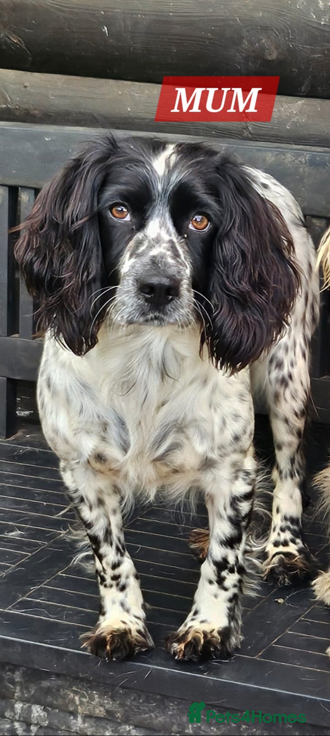 Cocker Spaniel dogs for sale: Goregous Litter of Cocker Spaniel Puppies  - Image 12