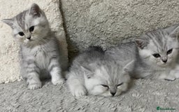British Shorthair cats for sale: Pure breed British shorthair kittens - Image 11