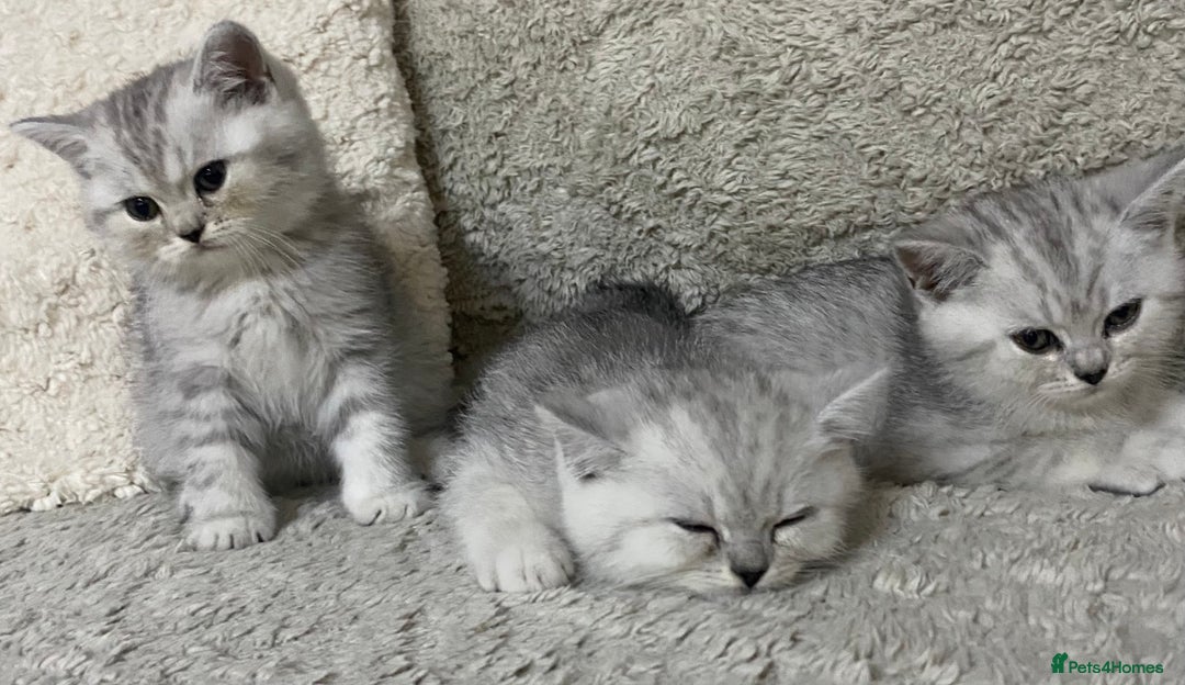 British Shorthair cats for sale: Pure breed British shorthair kittens - Image 11