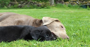 Labrador Retriever dogs - Advert 3