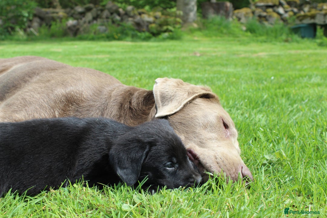 Labrador Retriever dogs for sale: Black Labrador Retriever Puppies - Image 3