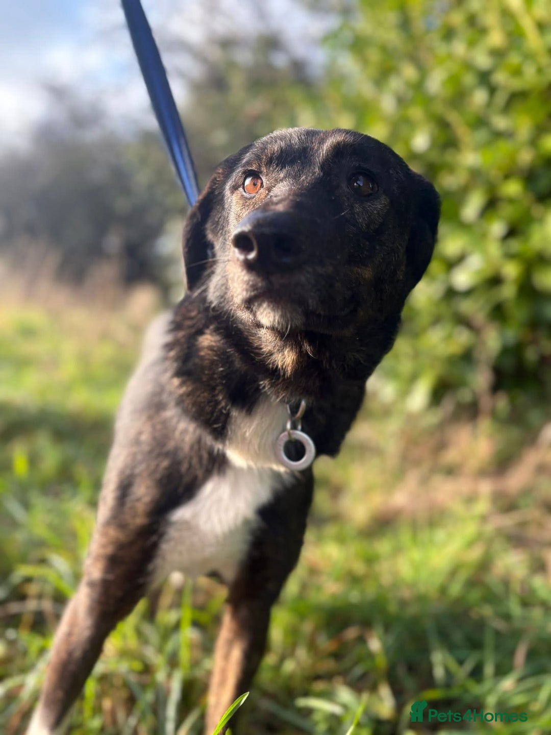Mixed Breed dogs for adoption: Bonnie (Bokri) Norwich Norfolk  - Advert 6