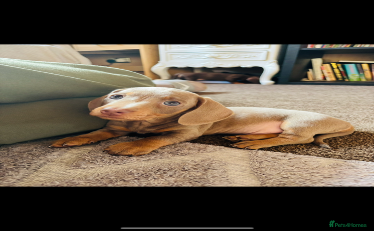Miniature Dachshund dogs - Advert 5