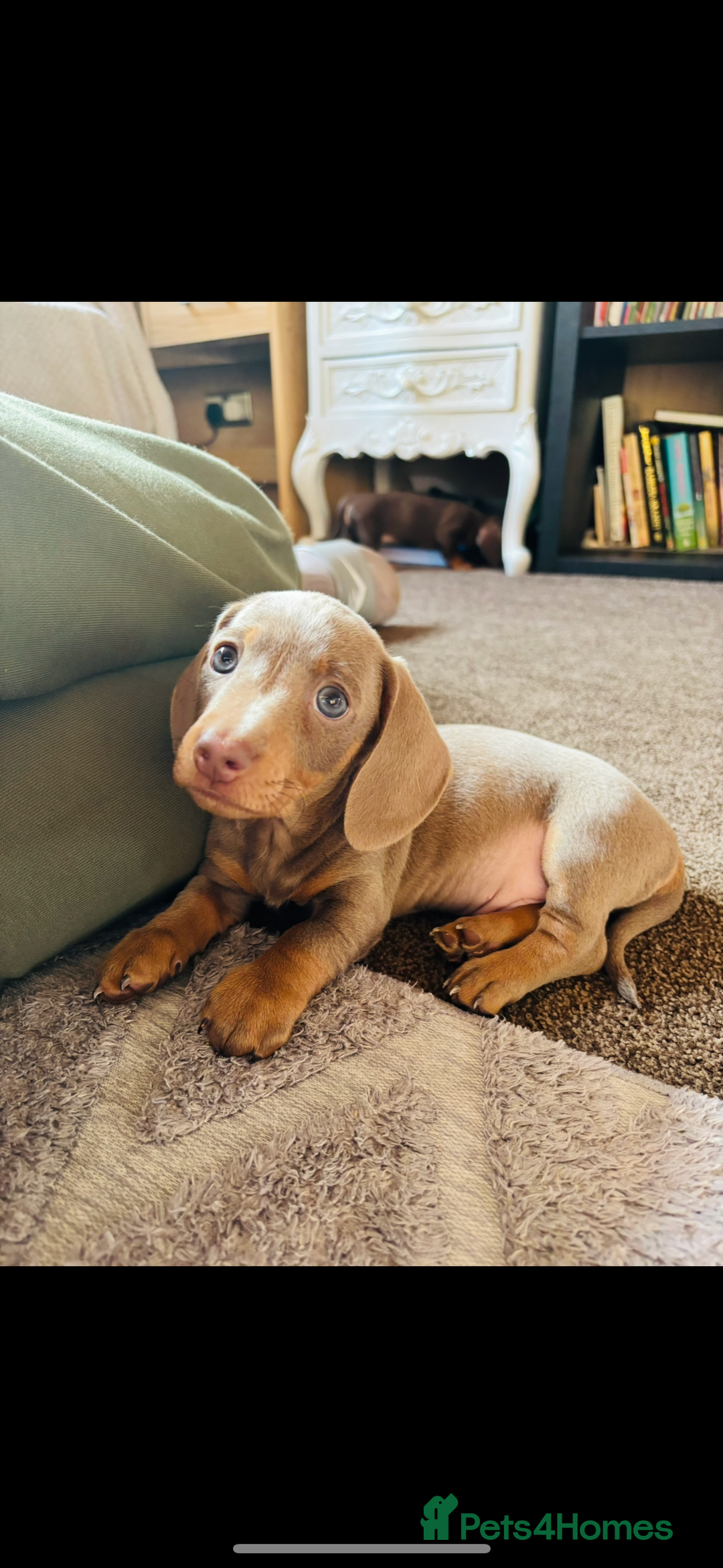 Miniature Dachshund dogs for sale: ❤️❤️Miniature dachshund ❤️❤️ - Image 1