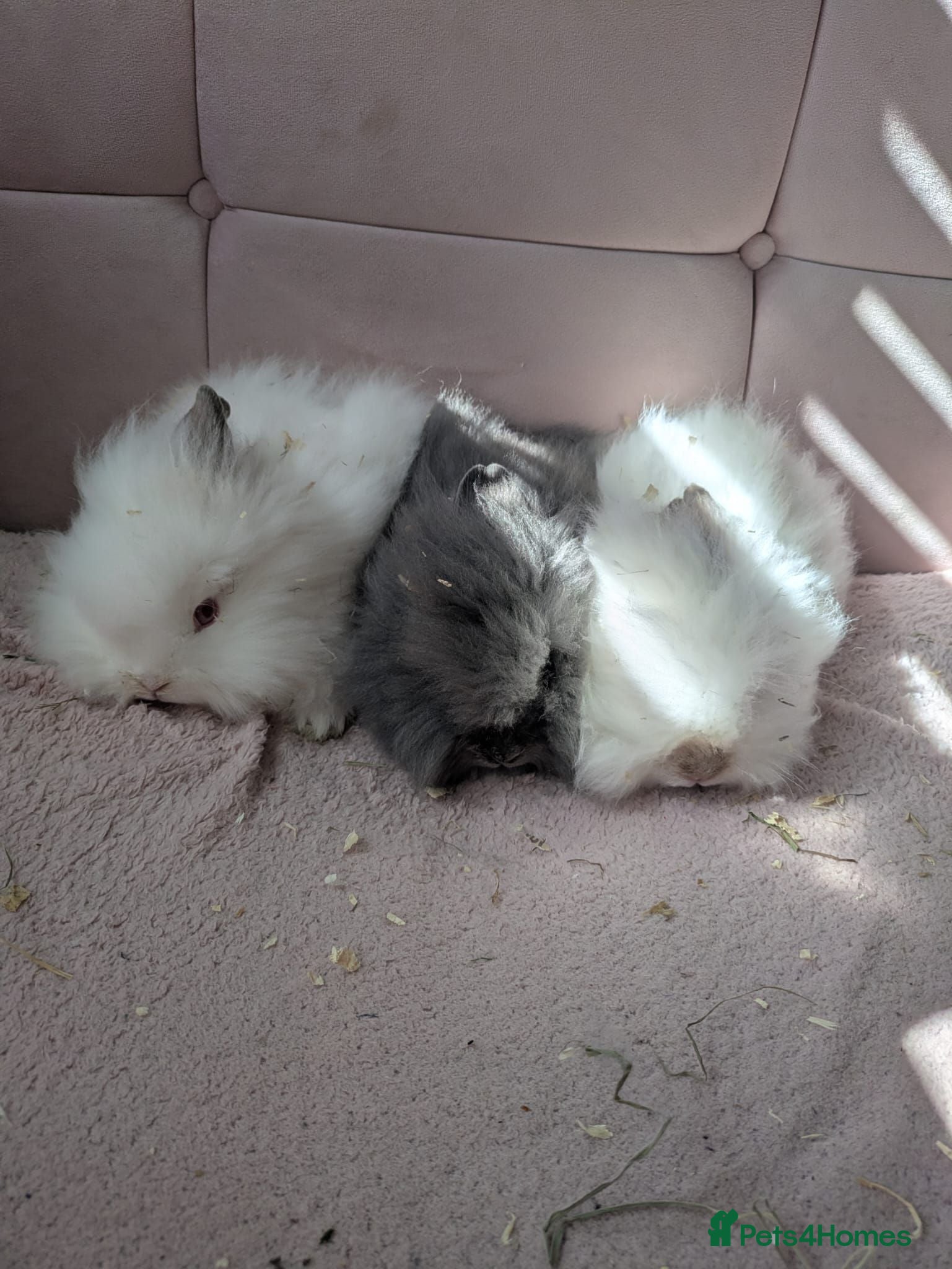Lionhead rabbits Double main lionhead rabbits  - Advert 21