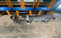 Bengal cats for sale: Five super friendly and fun kittens  - Image 17