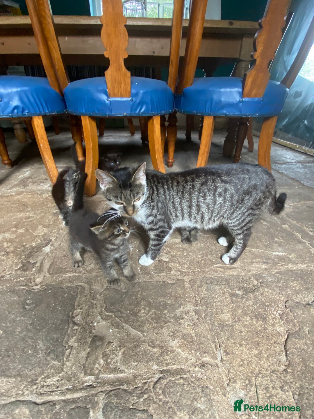 Bengal cats for sale: Five super friendly and fun kittens  - Image 17