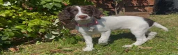 English Springer Spaniel dogs for sale: KC Registered 16 week old springer spaniel - Advert 2