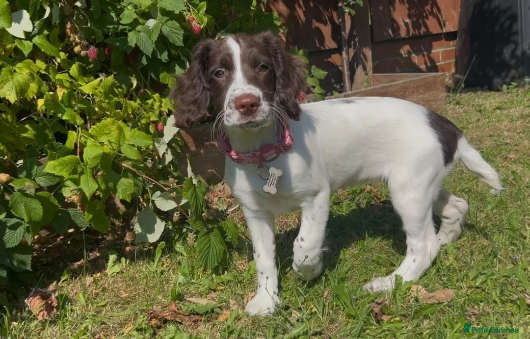 English Springer Spaniel dogs for sale: KC Registered 16 week old springer spaniel - Advert 2