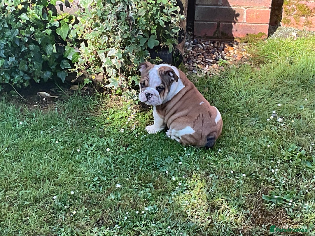 English Bulldog dogs for sale:  ENGLISH RED+WHITE MALE BULLDOG READY TO GO FRIDAY - Image 9