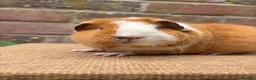 Guinea Pig rodents for sale: Two beautiful sisters  - Advert 3