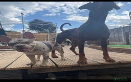 French Bulldog dogs for stud: Lilac Merle frenchie  - Image 5