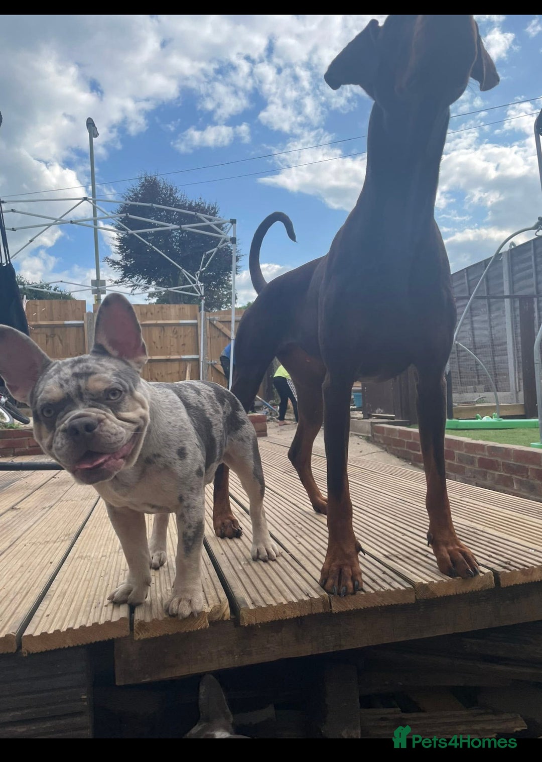 French Bulldog dogs for stud: Lilac Merle frenchie  - Image 5