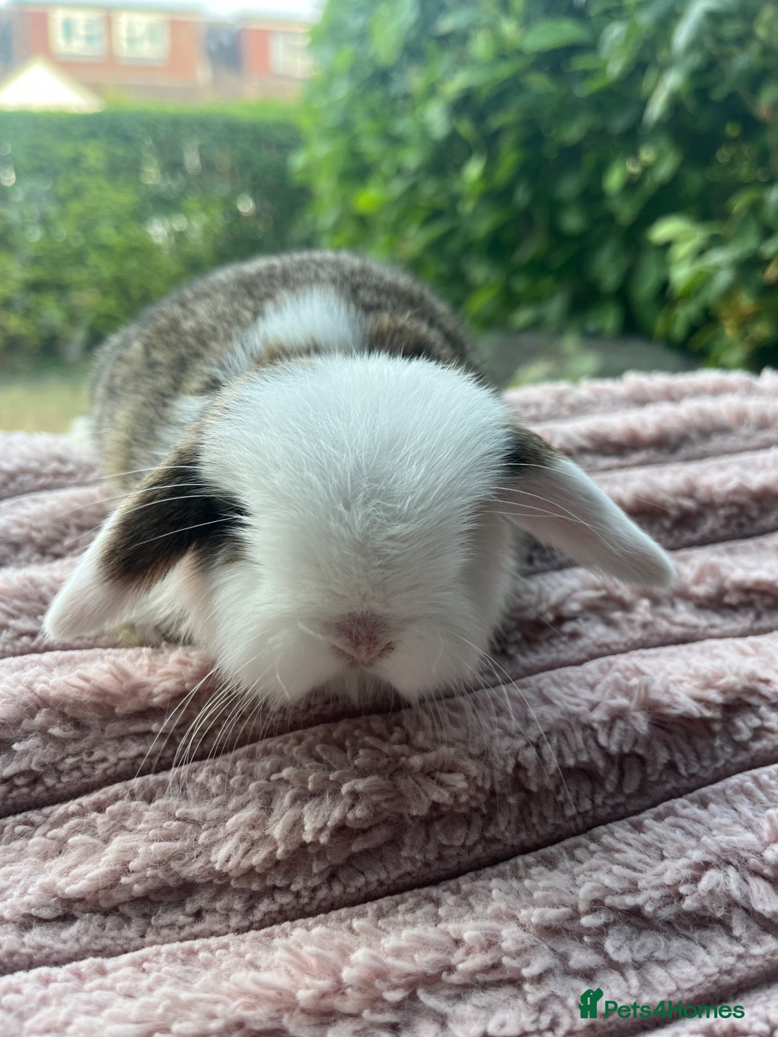 Mini Lop rabbits for sale: Male mini lop kits RTL 16th June - Advert 6